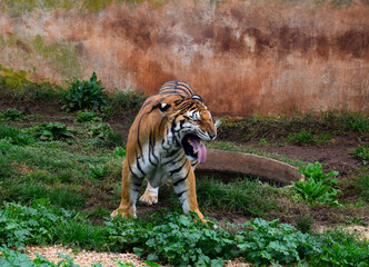 tiger in the park