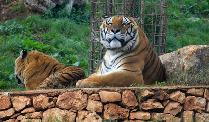 tiger in the park