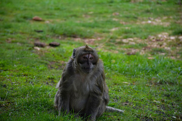 monkey in the park
