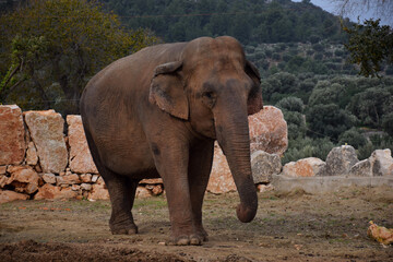 elephant in the park