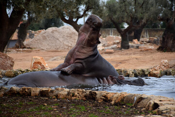 hippos playing in the water