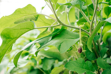 A close-up of a small blue eggplant growing on a plant, surrounded by vibrant green leaves.