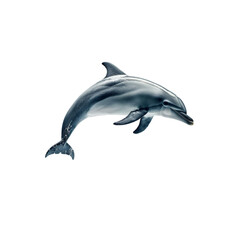 Cute dolphin jumping isolated on a transparent background