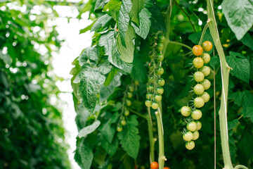 green tomatoes on a branch