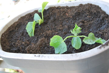 cucumber seedlings planted in a pot on the balcony