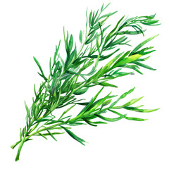 Fototapeta premium fresh rosemary isolated on white