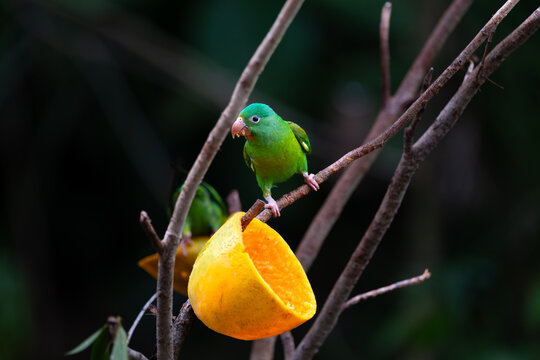 Orange-chinned parakeet (Brotogeris jugularis) perched on branch feeding from open guava, with soft focus background, La Fortuna, Costa Rica