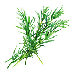 Fototapeta premium delicious and fresh Samphire ,illustration watercolor 