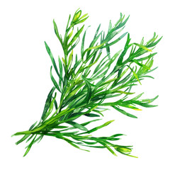 Fototapeta premium delicious and fresh Samphire ,illustration watercolor 