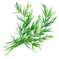 Fototapeta premium delicious and fresh Samphire ,illustration watercolor 