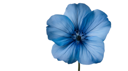 Blue flower isolated on a transparent background