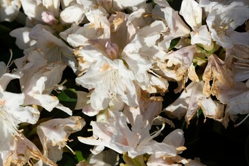 Rhododendron Minus Flowers