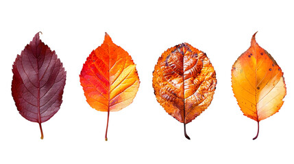 Close up set of five different orange leaves in autumn, isolated on a transparent background