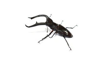 stag beetle isolated on white background.