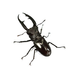 stag beetle isolated on white background.