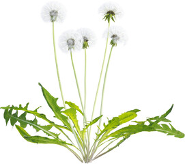 Side view of dandelion plant