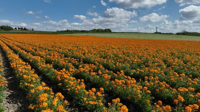 Fields of orange flowers in Maine et Loire