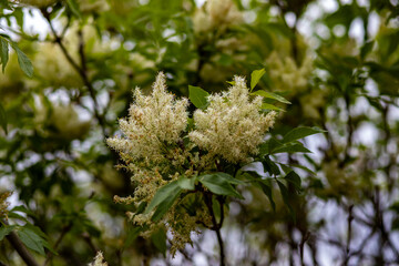the flowers of a tree