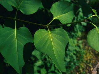 Green leaves of a tree