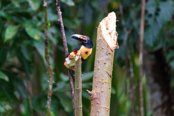 Fiery-billed Aracari (Pteroglossus frantzii) perched on branch, with soft focus woody background,...