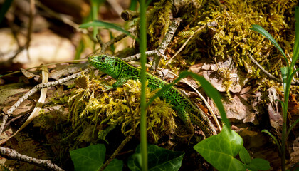 A green iguana, a scaled terrestrial animal, perches on a mossy branch