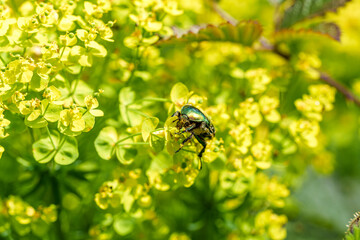 A green beetle, a pollinator insect, perches on a yellow flower