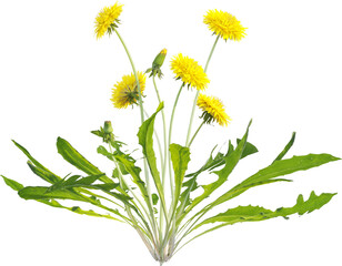 Side view of dandelion plant