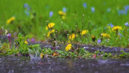 April 30th and the Last Day for April Showers in 2024.  Thunderstorms rolled in and out all day long in Windsor in Upstate NY.  We had the April Showers now it's time for the May Flowers.