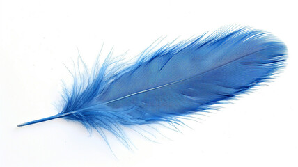 blue feather on white background