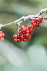 red berries on a branch