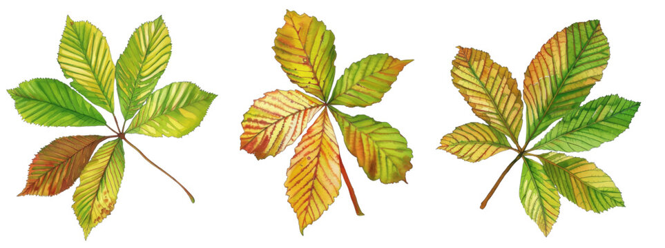 Watercolor Common Horse Chestnut Leaf in Autumn
