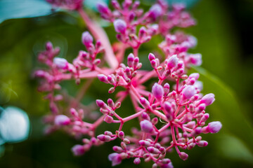 Obraz premium close up of a wild pink flower