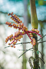 branch of a willow-like fruit
