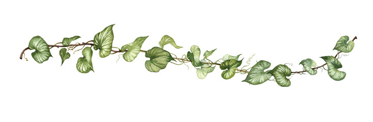 Detailed realistic ivy leaves isolated on white background. Watercolor hand painted botany. Green stem set