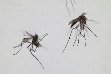 Close-up of died aedes dengue mosquito isolated on white background.