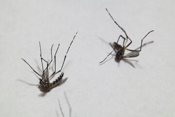 Close-up of died aedes dengue mosquito isolated on white background.