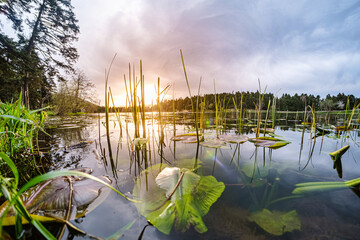 Detailed sunset view of lotus petals on the lake. Wide angle landscape photo. Calm and peaceful...