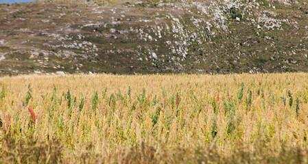 Photograph of quinoa fields in a valley in Peru. Specifically in the Mantaro valley.