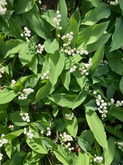 muguet premier mai