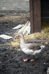 Gray goose walks on the farm