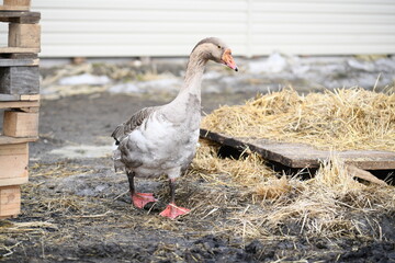 Gray goose walks on the farm