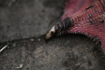 Close-up of red goose paw