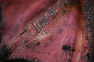 Close-up of red goose paw