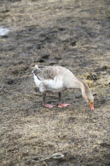Gray goose walks on the farm