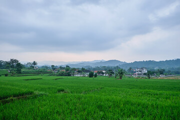 Scenic View of Village Life Amidst Rice Fields