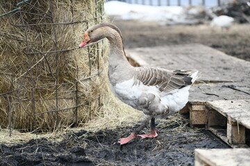 Gray goose walks on the farm
