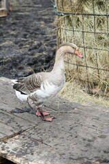 Gray goose walks on the farm