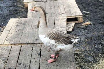 Gray goose walks on the farm