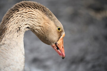 Close-up of a goose's head eye and neck