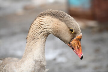 Close-up of a goose's head eye and neck